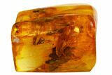 Three Fossil Caddisflies and Two Flies in Baltic Amber #159800-5